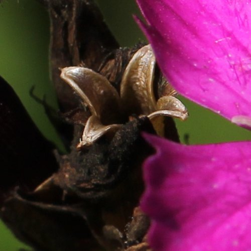 Karthäuser-Nelke / Dianthus carthusianorum