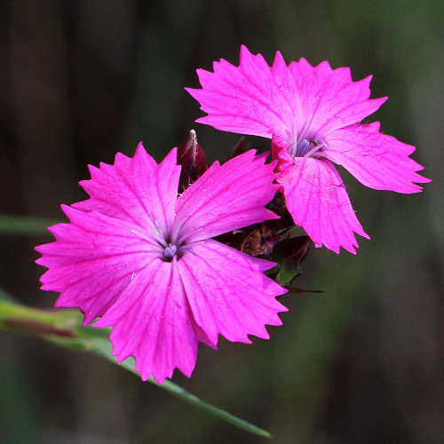 Karthäuser-Nelke / Dianthus carthusianorum