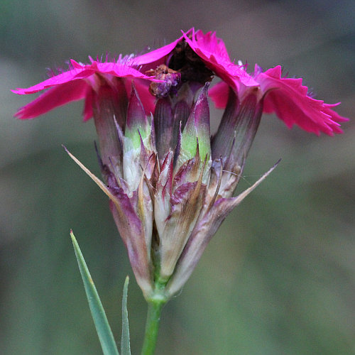 Karthäuser-Nelke / Dianthus carthusianorum