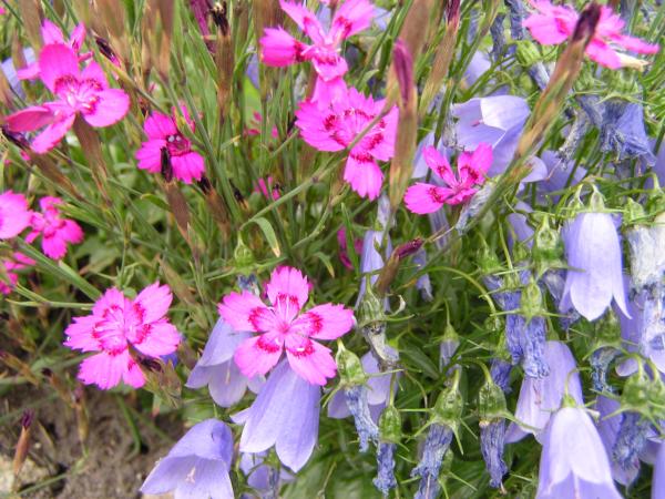 Heide-Nelke / Dianthus deltoides