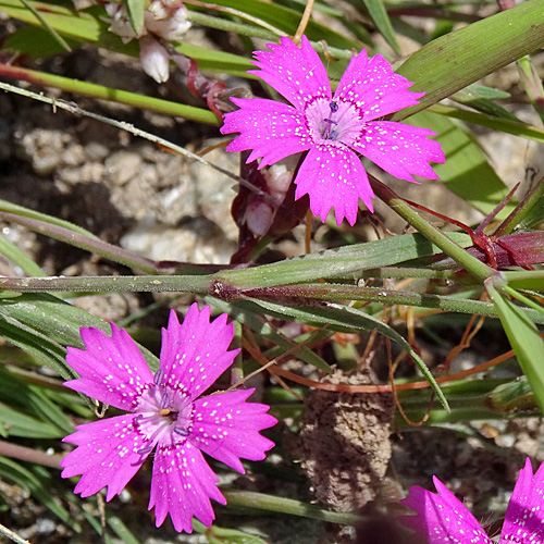 Heide-Nelke / Dianthus deltoides