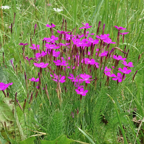 Heide-Nelke / Dianthus deltoides