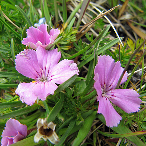 Gletscher-Nelke / Dianthus glacialis