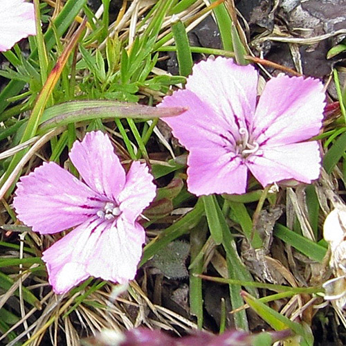 Gletscher-Nelke / Dianthus glacialis