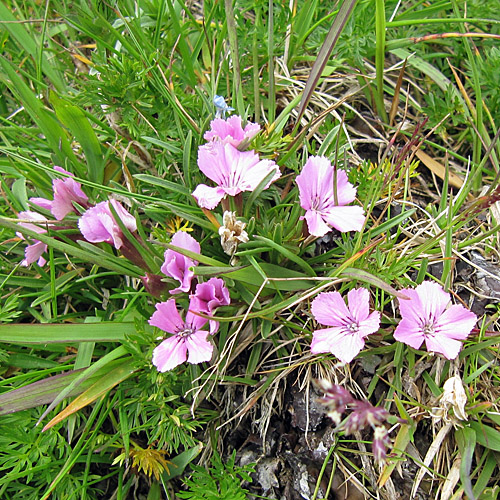 Gletscher-Nelke / Dianthus glacialis