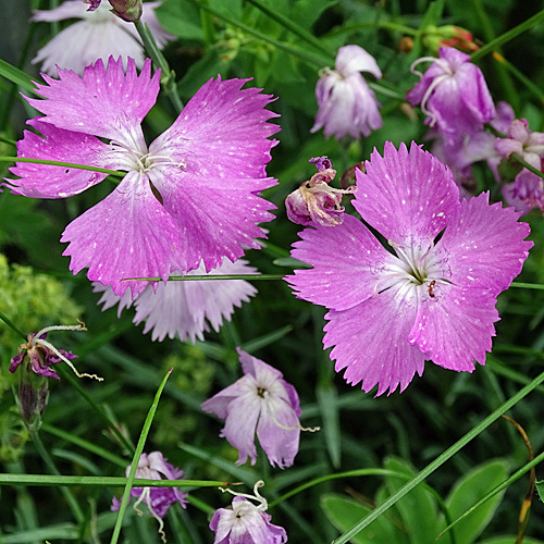 Grenobler Nelke / Dianthus gratianopolitanus