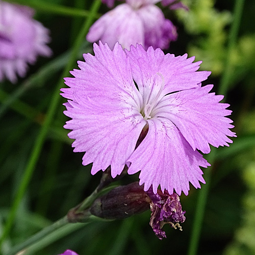 Grenobler Nelke / Dianthus gratianopolitanus