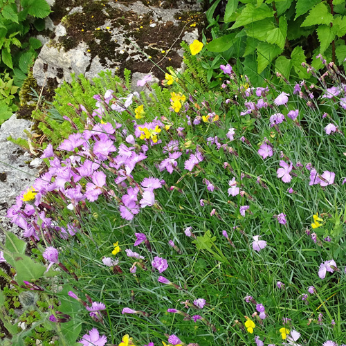 Grenobler Nelke / Dianthus gratianopolitanus