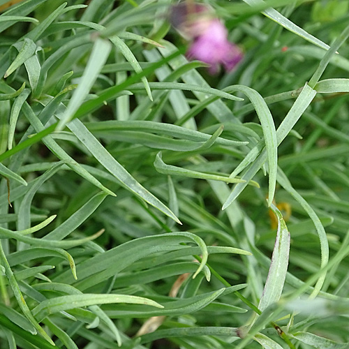 Grenobler Nelke / Dianthus gratianopolitanus