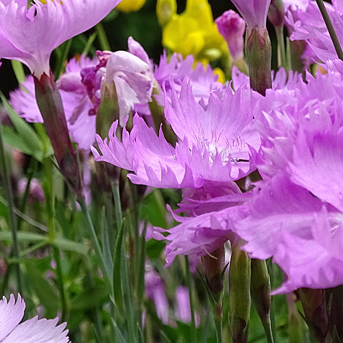 Grenobler Nelke / Dianthus gratianopolitanus