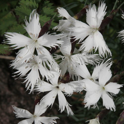 Feder-Nelke / Dianthus plumarius