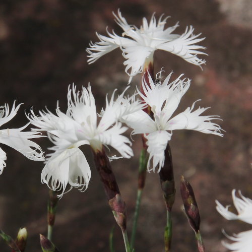 Feder-Nelke / Dianthus plumarius