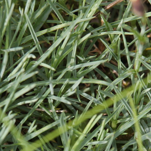 Feder-Nelke / Dianthus plumarius