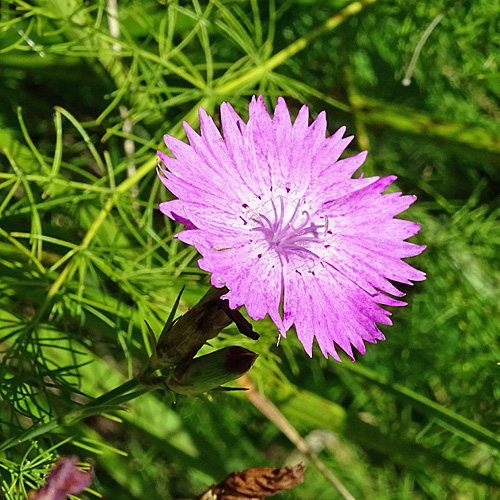 Séguiers Nelke / Dianthus seguieri