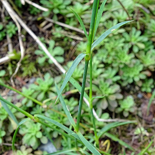 Séguiers Nelke / Dianthus seguieri