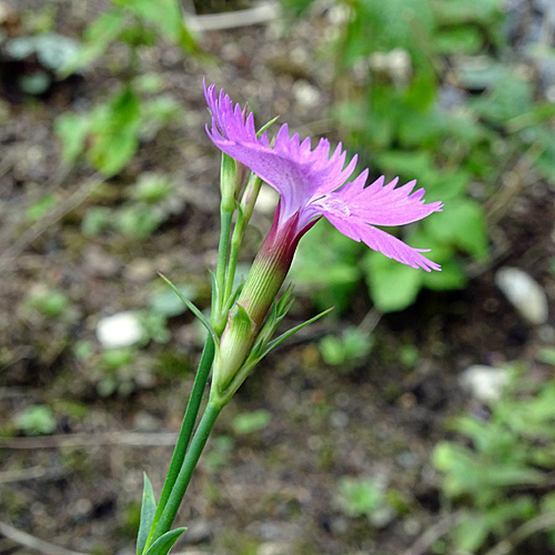 Séguiers Nelke / Dianthus seguieri