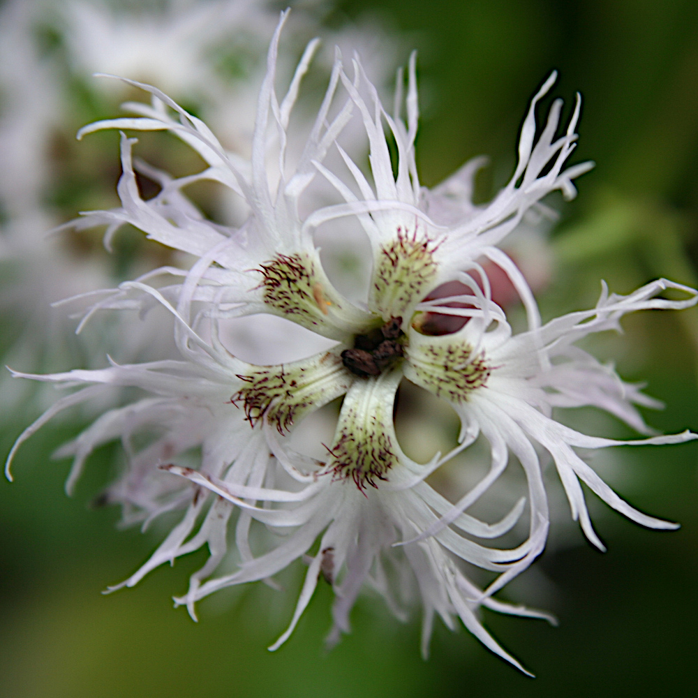 Pracht-Nelke / Dianthus superbus