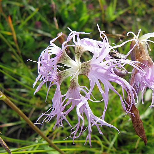 Pracht-Nelke / Dianthus superbus