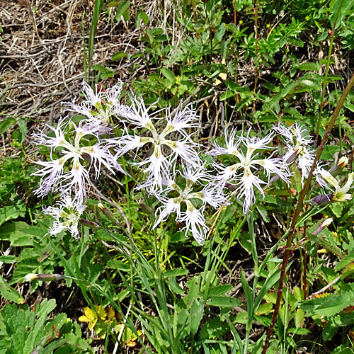 Pracht-Nelke / Dianthus superbus