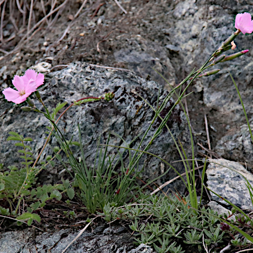 Stein-Nelke / Dianthus sylvestris