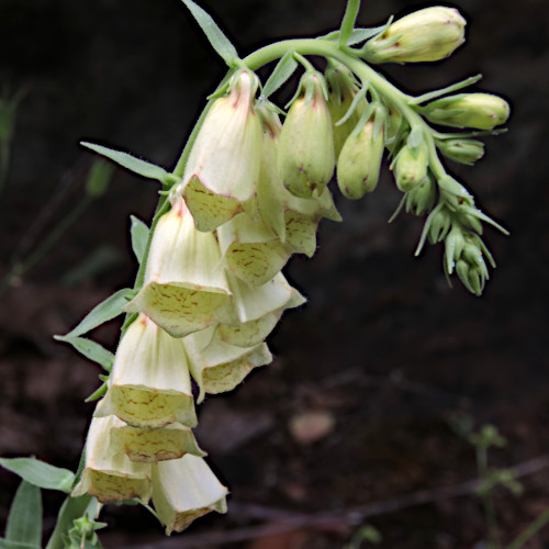 Grossblütiger Fingerhut / Digitalis grandiflora