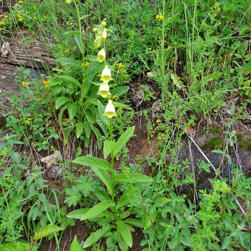 Grossblütiger Fingerhut / Digitalis grandiflora