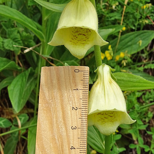 Grossblütiger Fingerhut / Digitalis grandiflora