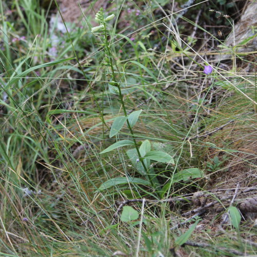 Gelber Fingerhut / Digitalis lutea