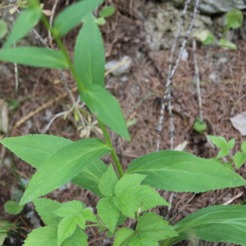 Gelber Fingerhut / Digitalis lutea