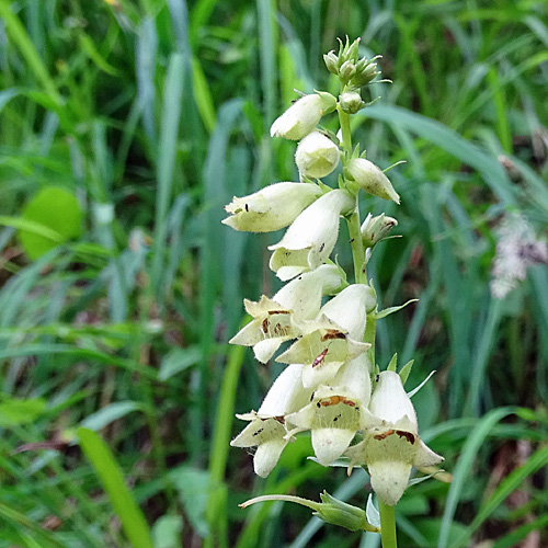 Gelber Fingerhut / Digitalis lutea