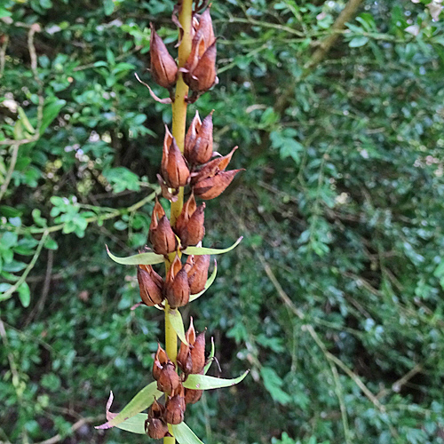 Gelber Fingerhut / Digitalis lutea