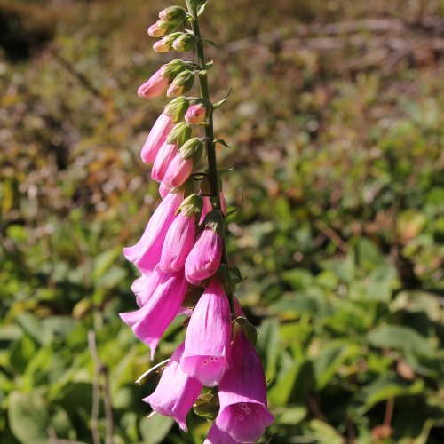 Roter Fingerhut / Digitalis purpurea