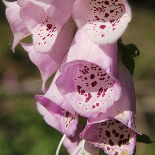 Roter Fingerhut / Digitalis purpurea