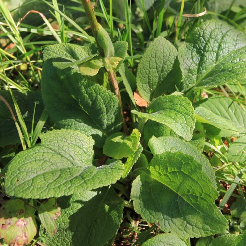 Roter Fingerhut / Digitalis purpurea