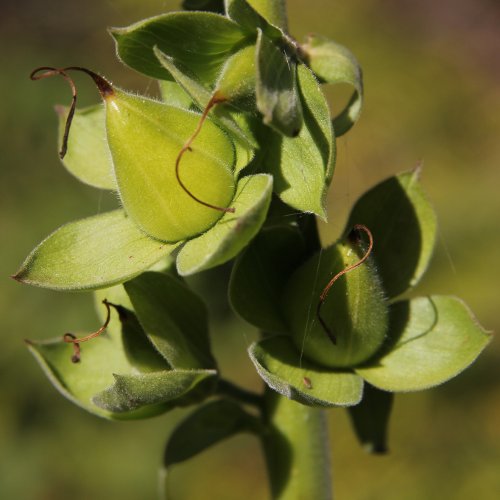 Roter Fingerhut / Digitalis purpurea