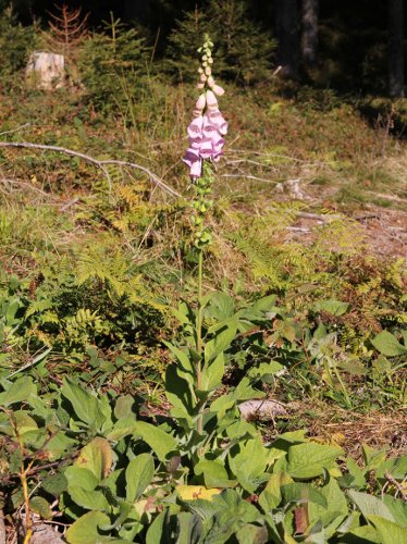 Roter Fingerhut / Digitalis purpurea