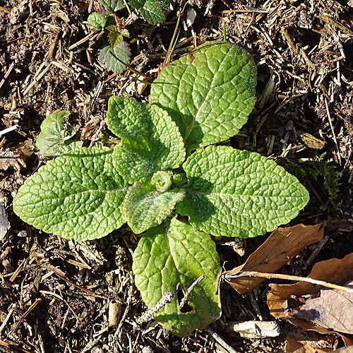 Roter Fingerhut / Digitalis purpurea