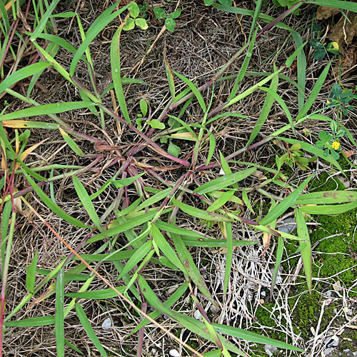 Bluthirse / Digitaria sanguinalis