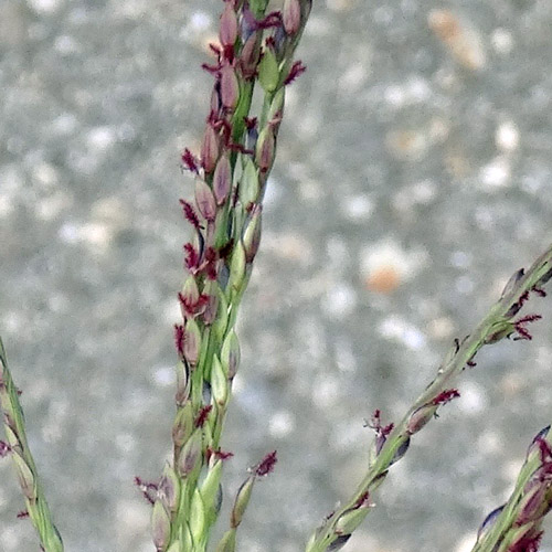 Bluthirse / Digitaria sanguinalis