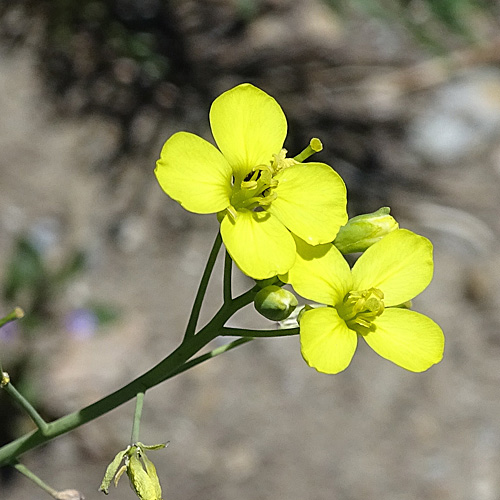 Schmalblättriger Doppelsame / Diplotaxis tenuifolia