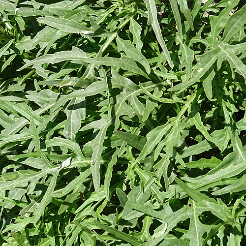 Schmalblättriger Doppelsame / Diplotaxis tenuifolia