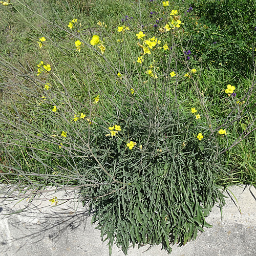 Schmalblättriger Doppelsame / Diplotaxis tenuifolia