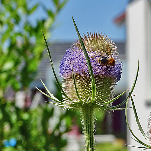 Wilde Karde / Dipsacus fullonum