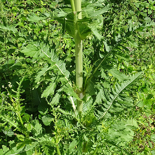 Schlitzblättrige Karde / Dipsacus laciniatus