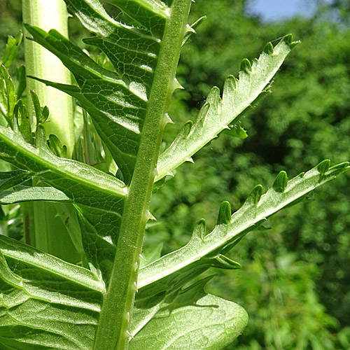 Schlitzblättrige Karde / Dipsacus laciniatus