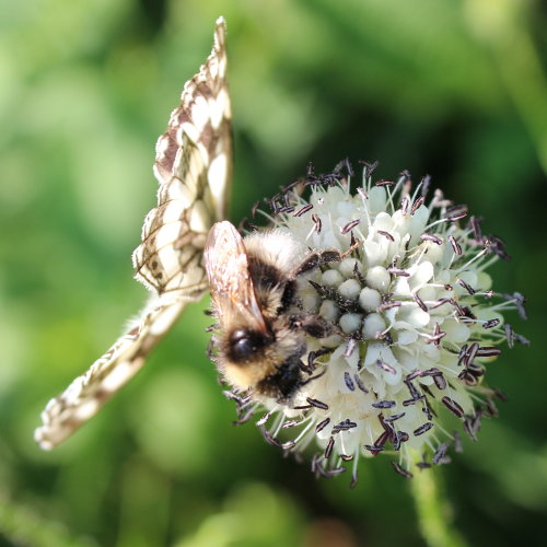 Behaarte Karde / Dipsacus pilosus