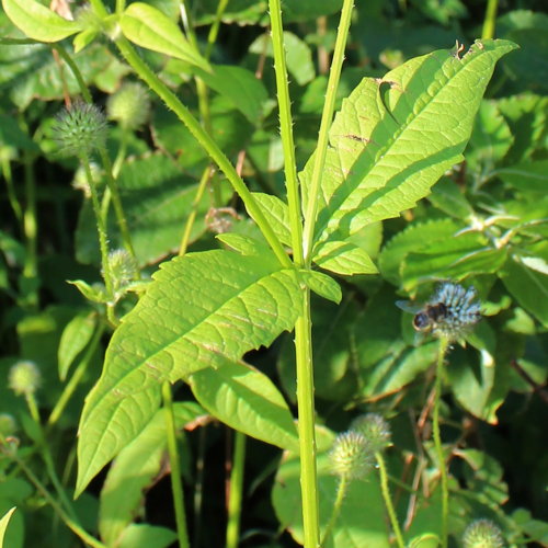 Behaarte Karde / Dipsacus pilosus