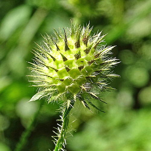 Behaarte Karde / Dipsacus pilosus