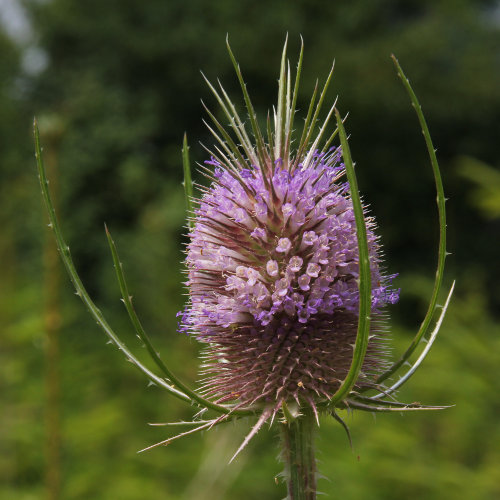 Wilde Karde / Dipsacus fullonum