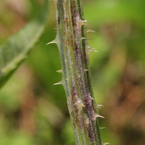 Wilde Karde / Dipsacus fullonum